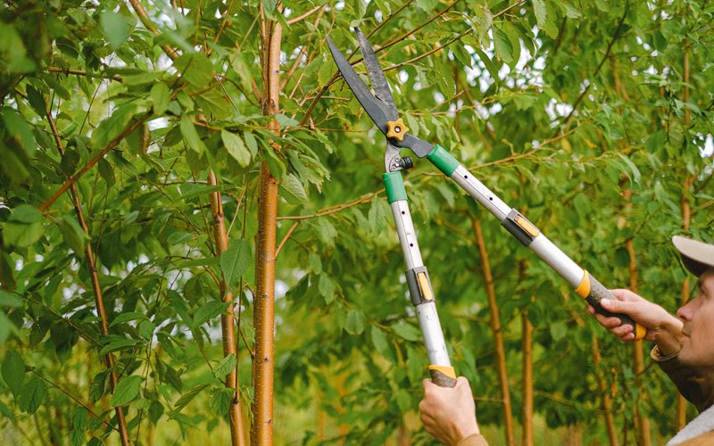 Tree trimming in Sassafras, KY